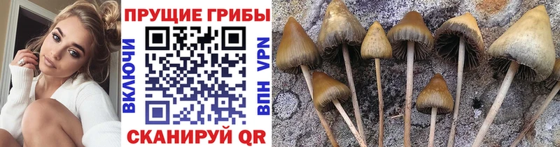 Псилоцибиновые грибы Cubensis Колпашево